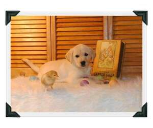 Labrador Retriever Puppy for Sale in WEST BROOKFIELD, Massachusetts USA