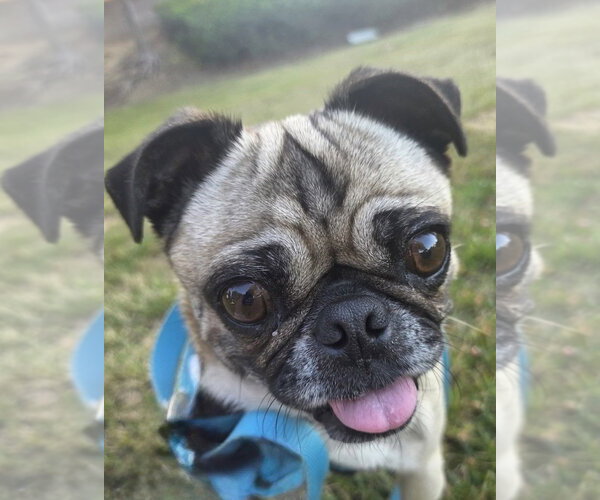 Medium Photo #4 Pug Puppy For Sale in San Diego, CA, USA