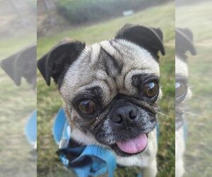 Georgie Girl - Female Pug Dog for Adoption - Photo #4