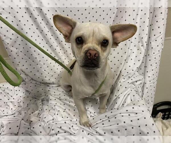 Medium Photo #1 Chihuahua-Unknown Mix Puppy For Sale in Modesto, CA, USA