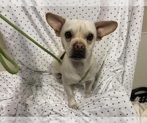 Chihuahua-Unknown Mix Dogs for adoption in Modesto, CA, USA