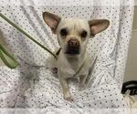 Small Chihuahua Mix