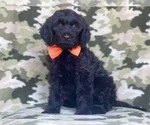 Small Photo #8 Golden Retriever-Goldendoodle Mix Puppy For Sale in LAKELAND, FL, USA