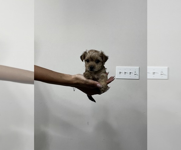 Medium Photo #1 Yorkipoo Puppy For Sale in ORLANDO, FL, USA
