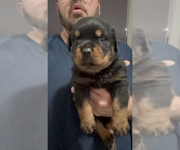 Medium Photo #3 Rottweiler Puppy For Sale in WALLINGFORD, CT, USA