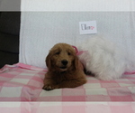 Small Photo #1 Goldendoodle-Poodle (Standard) Mix Puppy For Sale in EVART, MI, USA