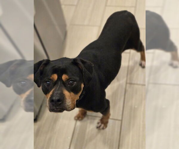 Medium Photo #2 Rottweiler Puppy For Sale in Forestville, MD, USA