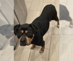 Small #1 Rottweiler