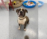 Small Photo #4 American Staffordshire Terrier-Unknown Mix Puppy For Sale in Pierceton , IN, USA