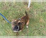 Small #1 Bullboxer Pit