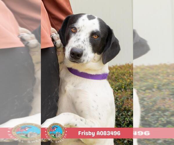 Medium Photo #2 Black Mouth Cur Puppy For Sale in Mobile, AL, USA