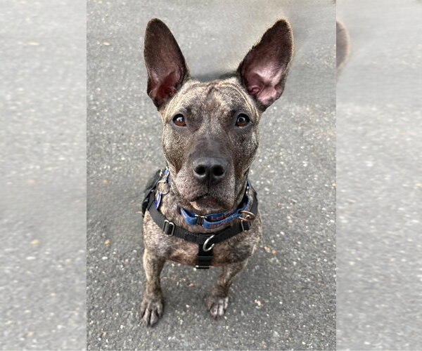 Medium Photo #3 American Staffordshire Terrier-Unknown Mix Puppy For Sale in Sayreville, NJ, NJ, USA