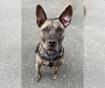 Small #2 American Staffordshire Terrier Mix