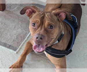 American Pit Bull Terrier Dogs for adoption in Ocala, FL, USA