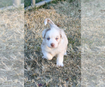 Small Photo #6 Australian Shepherd Puppy For Sale in LASCASSAS, TN, USA