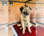 Small #1 Mutt