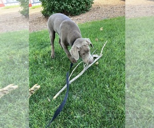 Labrador Retriever Puppy for sale in DELTA, CO, USA