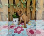 Small #1 Boxer