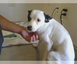 Cardigan Welsh Corgi-Unknown Mix Dogs for adoption in Sacramento, CA, USA