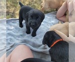 Small #15 Labrador Retriever