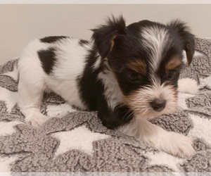 Biewer Yorkie Puppy for sale in GRANBURY, TX, USA