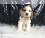 Small #4 Cocker Spaniel