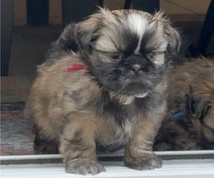 Medium Shih Tzu