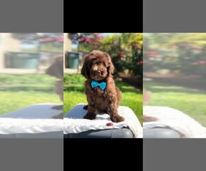 Goldendoodle-Poodle (Standard) Mix Puppy for sale in PORTERVILLE, CA, USA