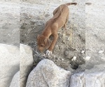 Small Photo #77 Rhodesian Ridgeback Puppy For Sale in MORONGO VALLEY, CA, USA