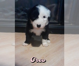 Old English Sheepdog Puppy for sale in KIESTER, MN, USA