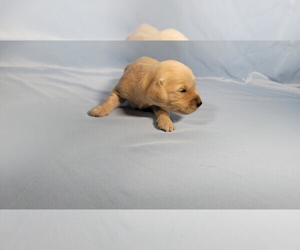 Medium Photo #7 Golden Retriever Puppy For Sale in BLACK FOREST, CO, USA