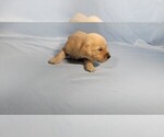 Small #6 Golden Retriever