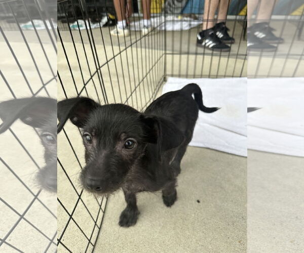 Medium Photo #2 Chihuahua-Unknown Mix Puppy For Sale in Jackson Township, NJ, USA