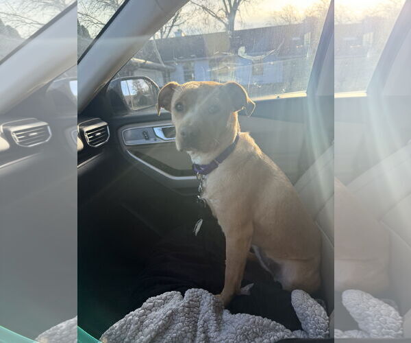 Medium Photo #6 Mutt Puppy For Sale in Rockaway, NJ, USA