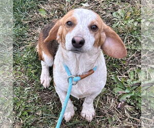 Doxle Dogs for adoption in Batavia, OH, USA