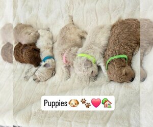 Poodle (Toy) Puppy for sale in YUCAIPA, CA, USA