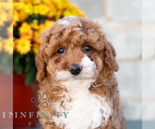 Medium Photo #1 Poodle (Miniature) Puppy For Sale in DORNSIFE, PA, USA