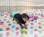 Small #6 Dachshund