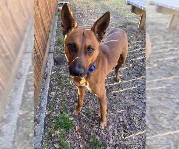 Medium Photo #2 Mutt Puppy For Sale in Plano, TX, USA