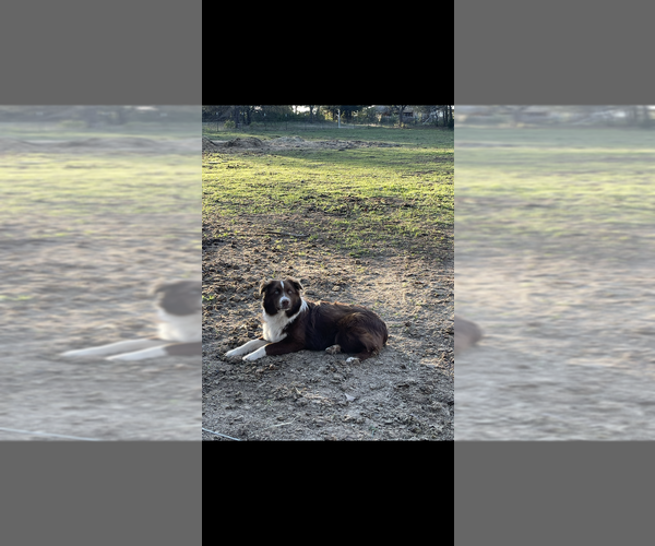 Medium Photo #1 Australian Shepherd Puppy For Sale in ONALASKA, WA, USA