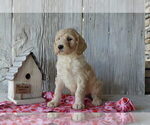 Puppy 2 Goldendoodle