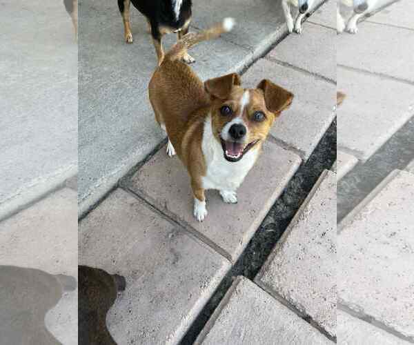 Medium Photo #5 Chihuahua-Unknown Mix Puppy For Sale in La Verne, CA, USA