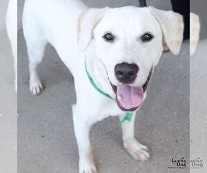 Fluffer Nugget - Male Labrador Retriever-Retriever  Mix Dog for Adoption - Photo #4
