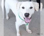 Small Photo #4 Labrador Retriever-Retriever  Mix Puppy For Sale in Washington, DC, USA