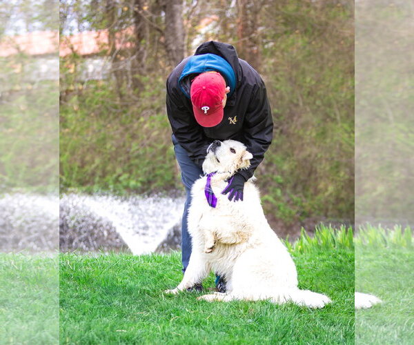 Medium Photo #3 Great Pyrenees Puppy For Sale in Unionville, PA, USA
