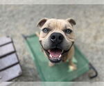 Small #5 American Staffordshire Terrier