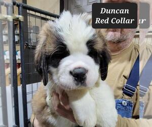 Saint Bernard Puppy for sale in BERESFORD, SD, USA