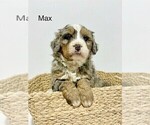 Image preview for Ad Listing. Nickname: Max
