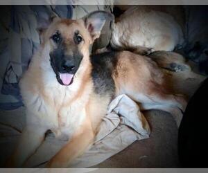 German Shepherd Dog Puppy for sale in YUCCA VALLEY, CA, USA