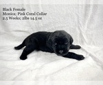 Small Photo #2 Labrador Retriever Puppy For Sale in ACWORTH, GA, USA